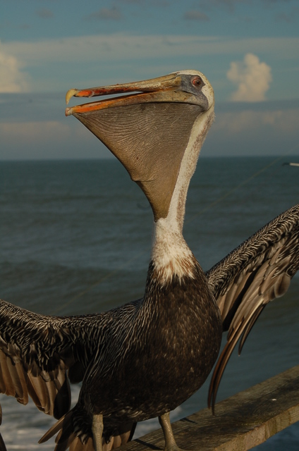 pelican with wings spread